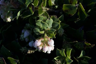 Arctostaphylos imbricata, photographed by Arvel Hernandez
