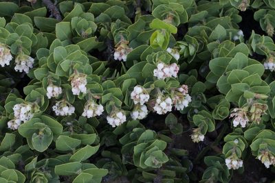 Arctostaphylos imbricata, photographed by Arvel Hernandez