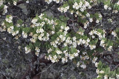 Arctostaphylos montaraensis, photographed by Arvel Hernandez