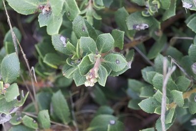 Arctostaphylos pacifica, photographed by Arvel Hernandez