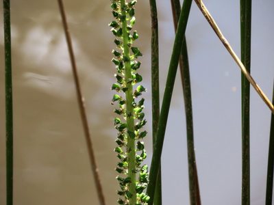 Cycnogeton procerus, photographed by Elspeth Swan