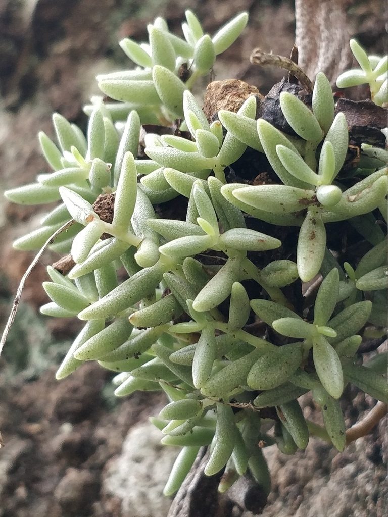 Sedum fusiforme, photographed by Vítor Jorge