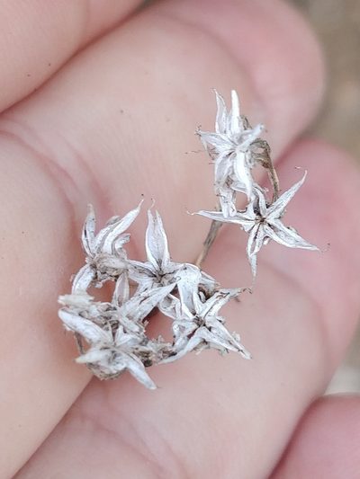 Sedum fusiforme, photographed by Vítor Jorge