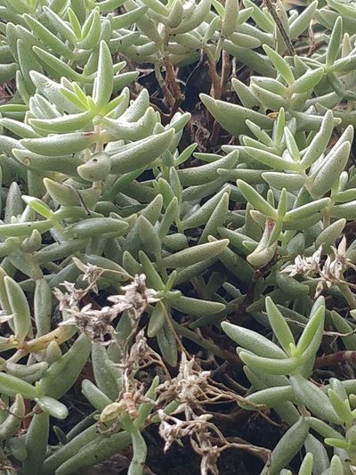 Sedum fusiforme, photographed by Vítor Jorge