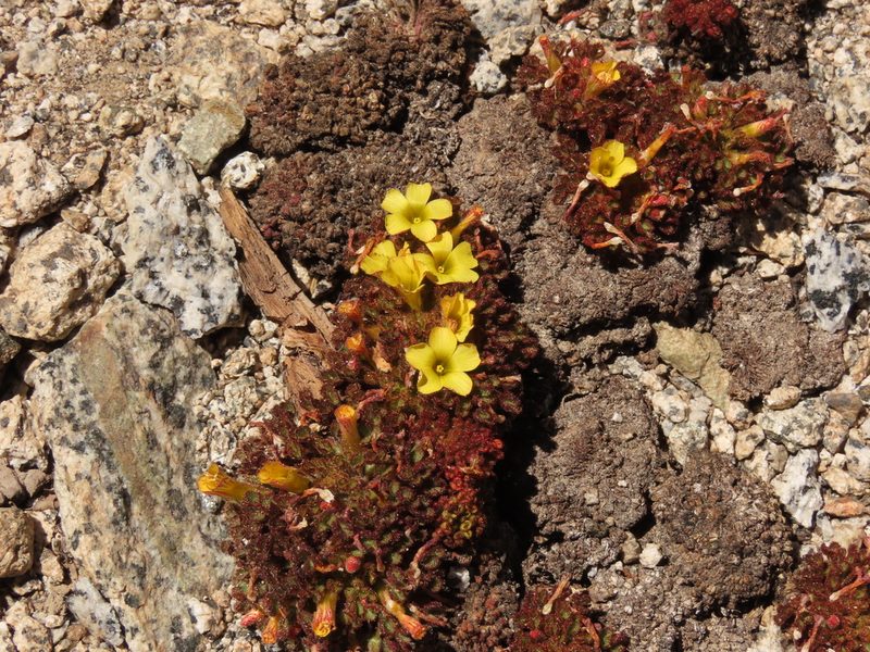 Oxalis hypsophila, photographed by Nicolás Lavandero