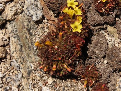 Oxalis hypsophila, photographed by Nicolás Lavandero