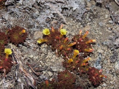 Oxalis hypsophila, photographed by Nicolás Lavandero