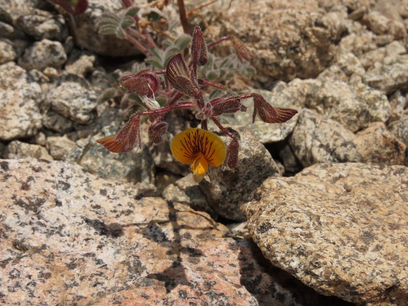 Adesmia jilesiana, photographed by Nicolás Lavandero