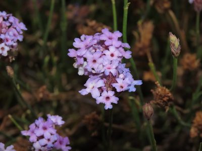 Junellia spathulata, photographed by Nicolás Lavandero