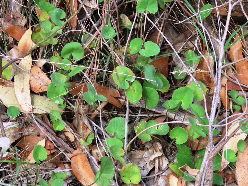 Centella cordifolia, photographed by Elspeth Swan