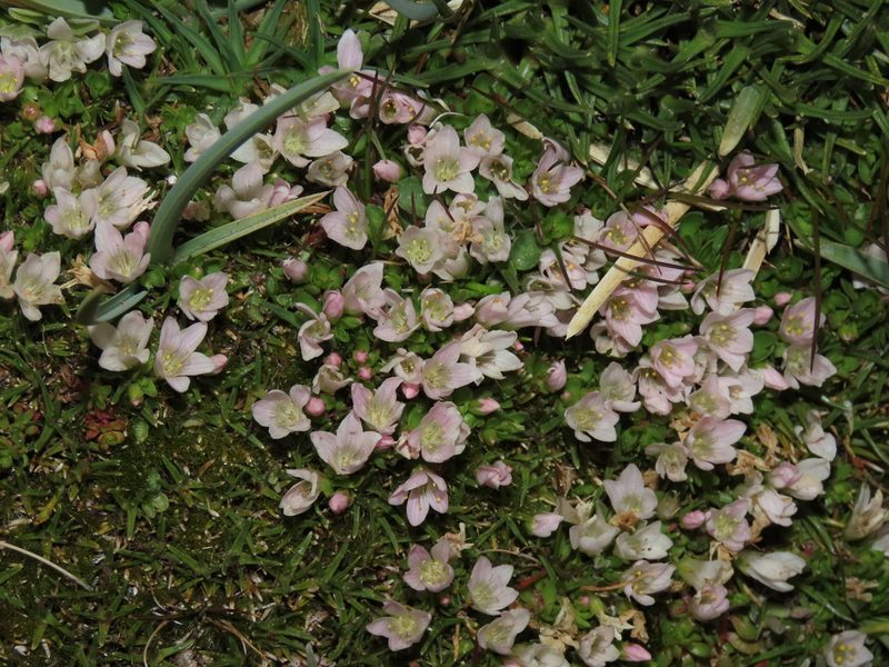 Lysimachia amoena, photographed by Nicolás Lavandero