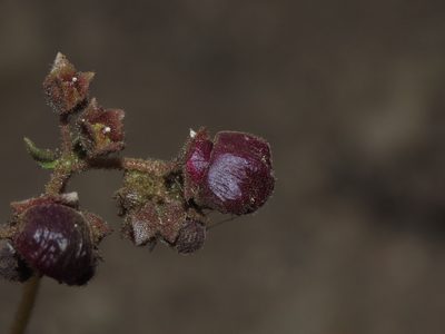 Calceolaria arachnoidea, photographed by Nicolás Lavandero
