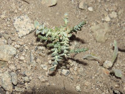 Arjona patagonica