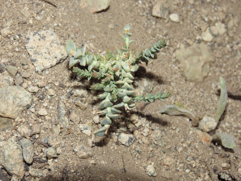 Arjona patagonica, photographed by Nicolás Lavandero