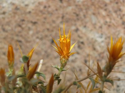 Chuquiraga oppositifolia, photographed by Nicolás Lavandero
