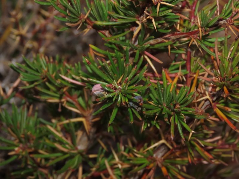 Berberis empetrifolia, photographed by Nicolás Lavandero
