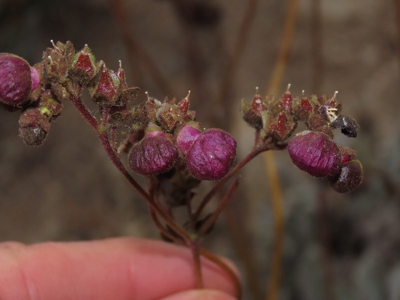 Calceolaria arachnoidea, photographed by Nicolás Lavandero