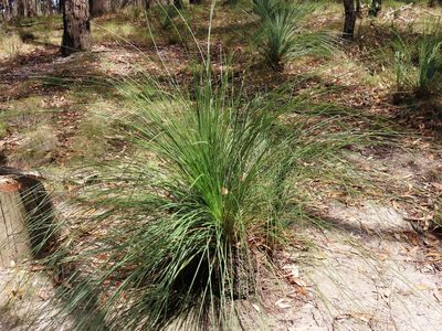Xanthorrhoea australis, photographed by Elspeth Swan