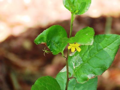 Goodenia ovata, photographed by Elspeth Swan