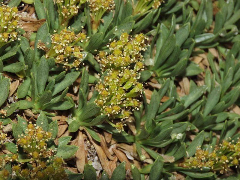Azorella ruizii, photographed by Nicolás Lavandero