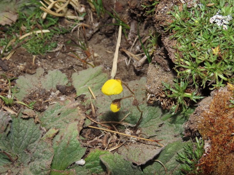 Calceolaria filicaulis, photographed by Nicolás Lavandero
