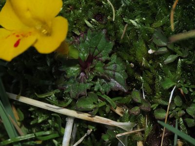 Erythranthe depressa, photographed by Nicolás Lavandero