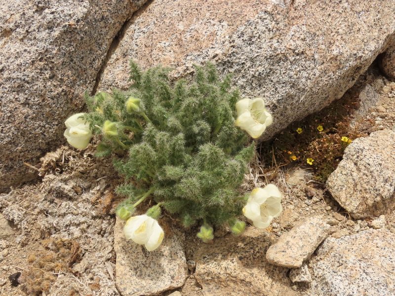 Caiophora coronata, photographed by Nicolás Lavandero