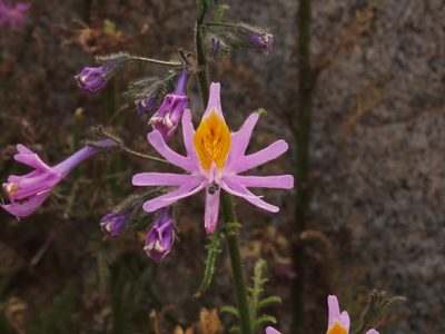 Schizanthus hookeri, photographed by Nicolás Lavandero