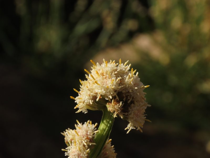 Baccharis sagittalis, photographed by Nicolás Lavandero