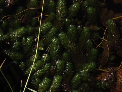 Myriophyllum quitense, photographed by Nicolás Lavandero