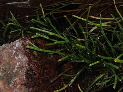 Lilaeopsis occidentalis, photographed by Nicolás Lavandero