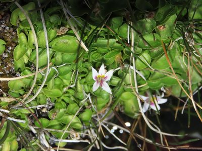 Lobelia oligophylla, photographed by Nicolás Lavandero
