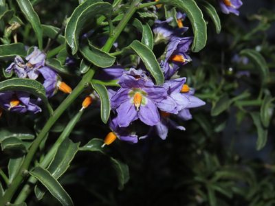 Solanum crispum, photographed by Nicolás Lavandero