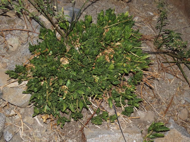 Anisomeria coriacea, photographed by Nicolás Lavandero