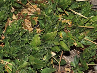 Anisomeria coriacea, photographed by Nicolás Lavandero