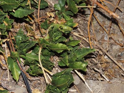 Anisomeria coriacea, photographed by Nicolás Lavandero