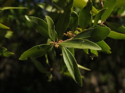 Maytenus boaria, photographed by Nicolás Lavandero