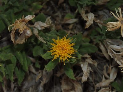 Leunisia laeta, photographed by Nicolás Lavandero