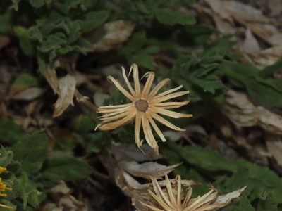 Leunisia laeta, photographed by Nicolás Lavandero