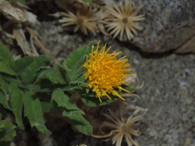 Leunisia laeta, photographed by Nicolás Lavandero