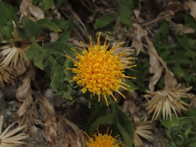 Leunisia laeta, photographed by Nicolás Lavandero