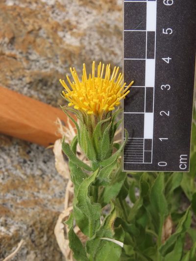 Leunisia laeta, photographed by Nicolás Lavandero
