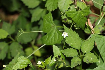 Zehneria cunninghamii, photographed by Greg Tasney