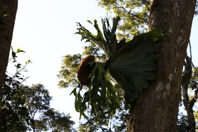 Platycerium superbum, photographed by Greg Tasney