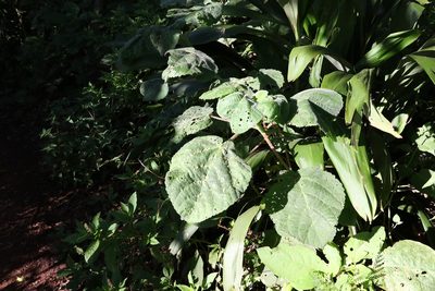 Dendrocnide excelsa, photographed by Greg Tasney