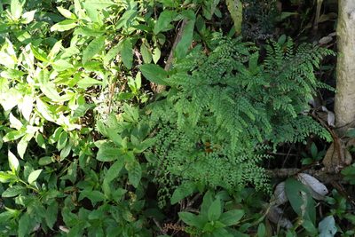 Adiantum formosum, photographed by Greg Tasney