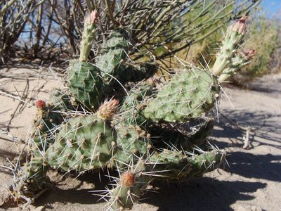Opuntia arenaria, photographed by Alejandro Sigala Chávez