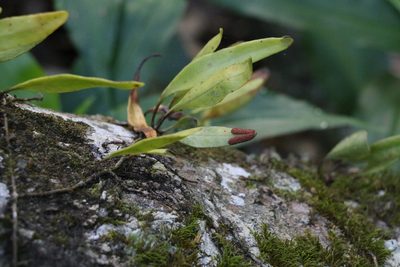 Pyrrosia confluens, photographed by Greg Tasney
