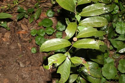 Eupomatia laurina, photographed by Greg Tasney