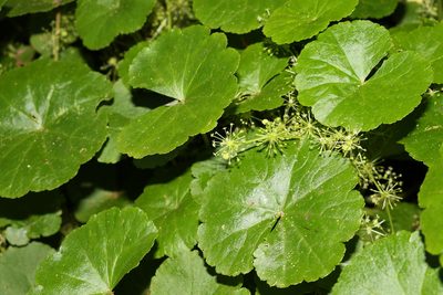 Hydrocotyle pedicellosa, photographed by Greg Tasney